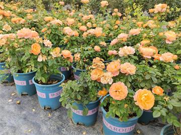 9種華南地區(qū)常用白花灌木