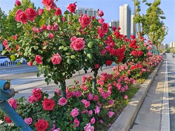 河北省定州市苗木花卉產(chǎn)業(yè)基本情況