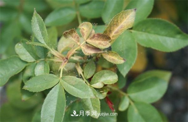 不用藥就能搞定月季紅蜘蛛，簡單方法治葉螨(圖1)