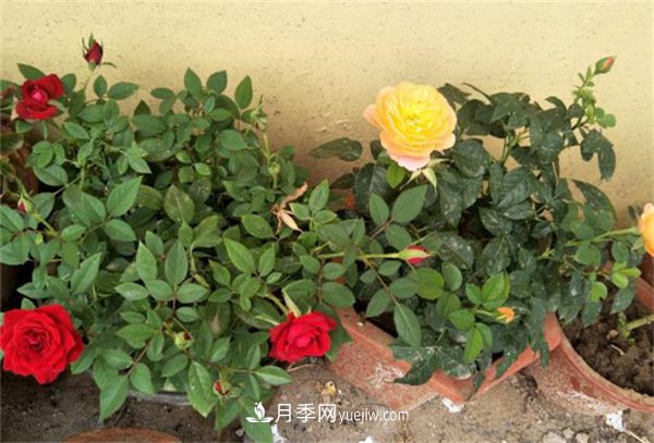 月季開花多與少，全看秋冬會不會養(yǎng)，2個工作要做好(圖1)