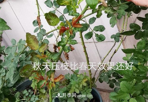 月季開花多與少，全看秋冬會不會養(yǎng)，2個工作要做好(圖2)