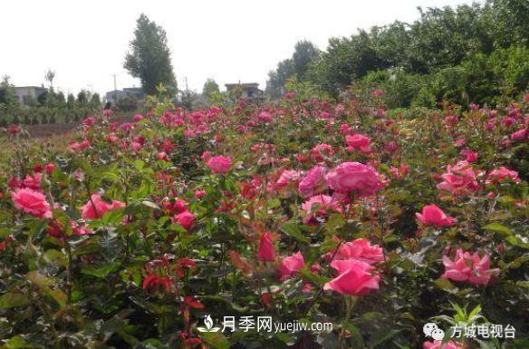 方城縣券橋鎮(zhèn)：發(fā)展月季苗木產業(yè)，助力致富鄉(xiāng)村振興(圖1)