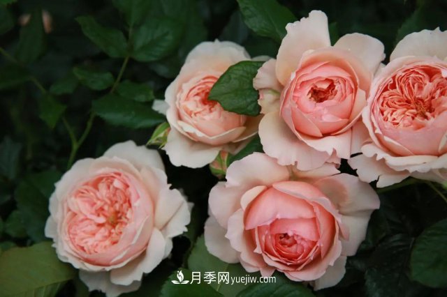 月季好看不好養(yǎng)？選對15個月季品種抗性好長得快(圖7)