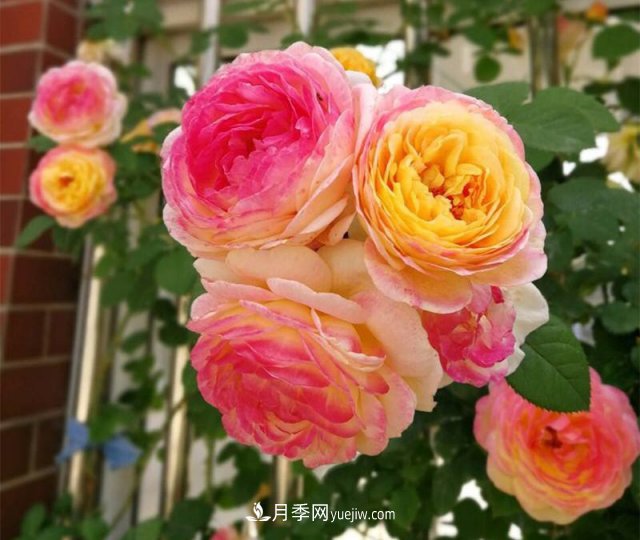 月季好看不好養(yǎng)？選對15個月季品種抗性好長得快(圖5)
