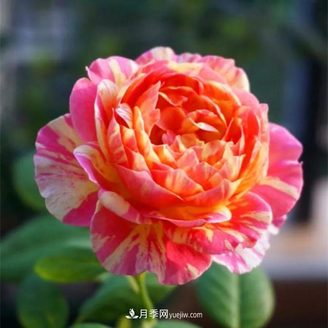 月季好看不好養(yǎng)？選對15個月季品種抗性好長得快(圖4)