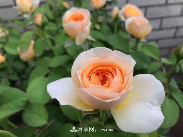 月季好看不好養(yǎng)？選對15個月季品種抗性好長得快(圖12)
