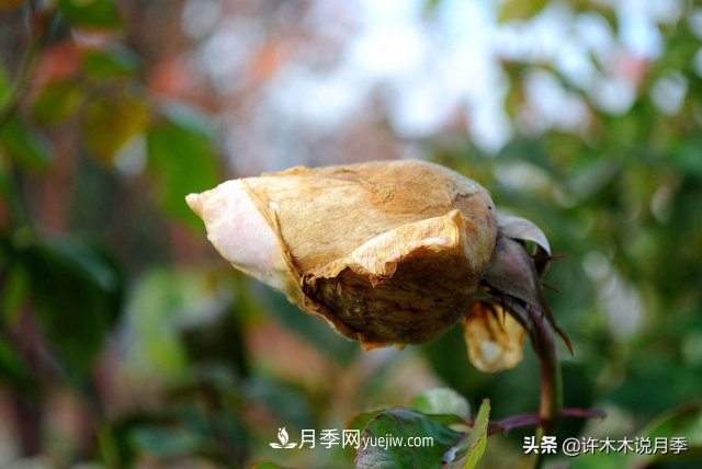 月季病蟲害TOP10排行榜，哪種病害更難纏？給你防治方法(圖6)