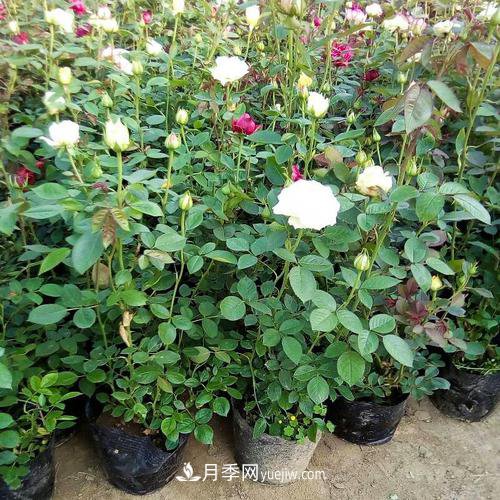 月季被稱為花中皇后！摸清修剪的***佳時(shí)機(jī)，四季常開(圖1)