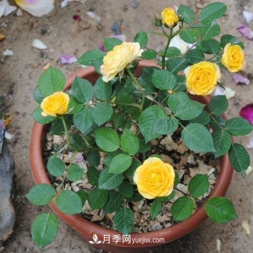 月季被稱為花中皇后！摸清修剪的***佳時(shí)機(jī)，四季常開(圖3)