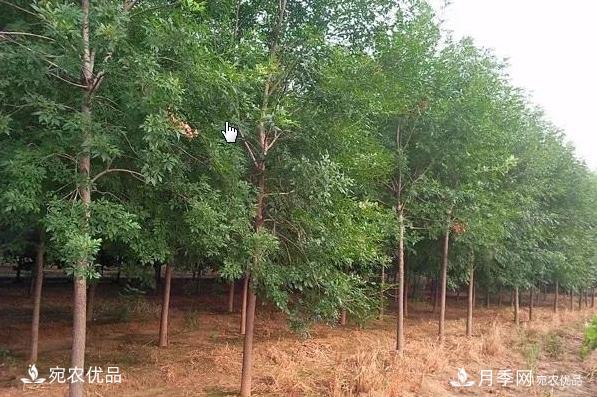 南陽苗木市場打開新局面，未來3類苗木引關(guān)注(圖1)