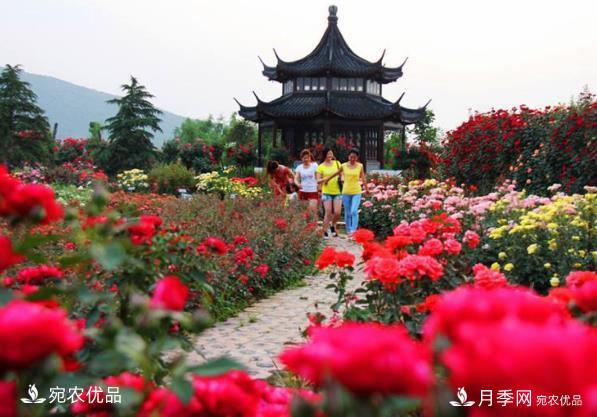 2020中國(guó)南陽(yáng)首屆首屆月季博覽會(huì)可以如期開(kāi)幕嗎？(圖1)