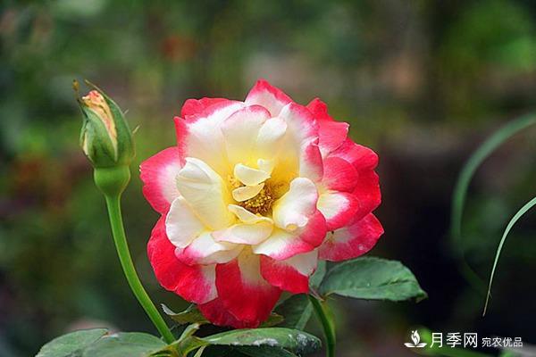 養(yǎng)好大花月季到底要有幾個(gè)準(zhǔn)備工作呢？(圖1)
