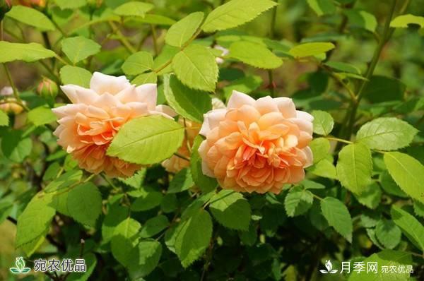 月季，市花之***，東西方的混血美人(圖8)