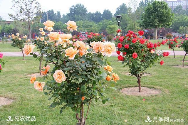 養(yǎng)花屆的新寵兒樹狀月季，南陽月季樹好不好養(yǎng)呢？(圖1)