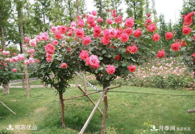 養(yǎng)花屆的新寵兒樹狀月季，南陽月季樹好不好養(yǎng)呢？(圖5)