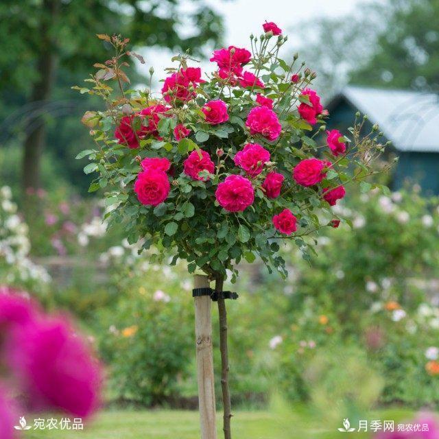 養(yǎng)花屆的新寵兒樹狀月季，南陽月季樹好不好養(yǎng)呢？(圖4)