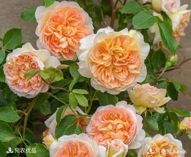 月季花啥品種好看？9大驚艷花友的月季品種，值得養(yǎng)(圖1)