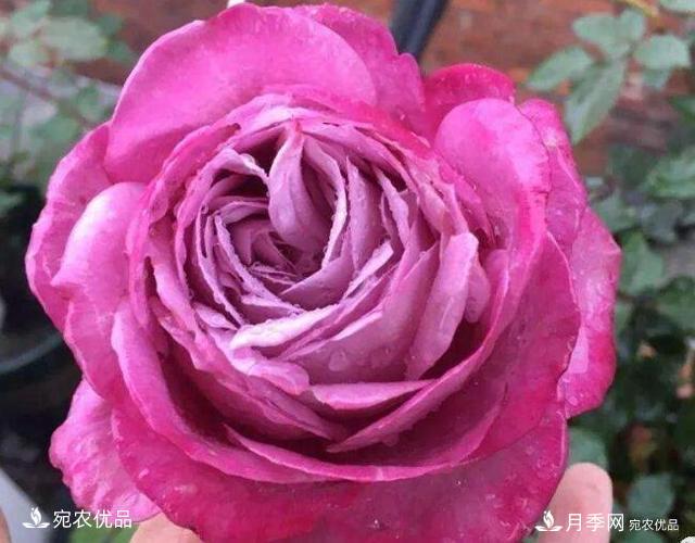 月季花啥品種好看？9大驚艷花友的月季品種，值得養(yǎng)(圖3)