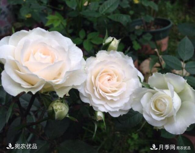 月季花啥品種好看？9大驚艷花友的月季品種，值得養(yǎng)(圖2)