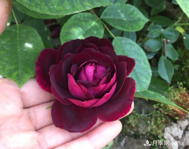 月季花啥品種好看？9大驚艷花友的月季品種，值得養(yǎng)(圖4)