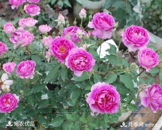 月季花啥品種好看？9大驚艷花友的月季品種，值得養(yǎng)(圖8)