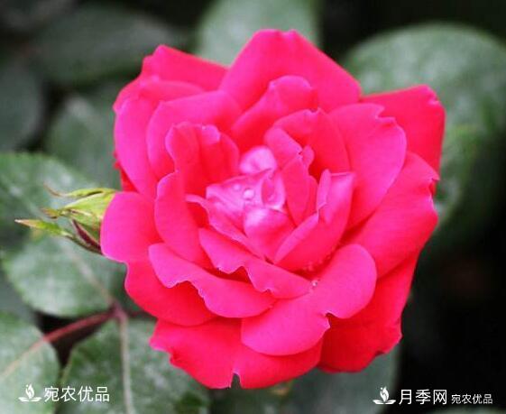 月季花啥品種好看？9大驚艷花友的月季品種，值得養(yǎng)(圖9)