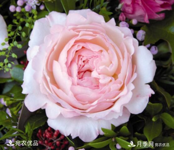 月季花啥品種好看？9大驚艷花友的月季品種，值得養(yǎng)(圖5)