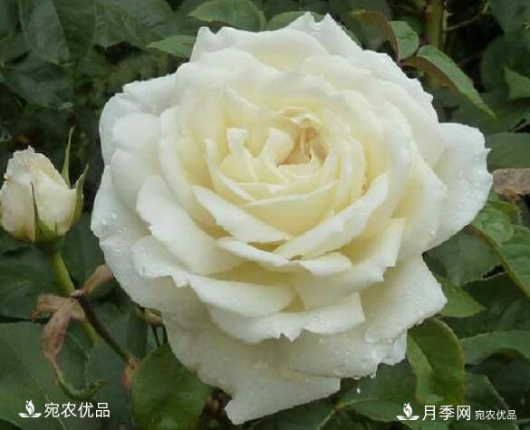月季花啥品種好看？9大驚艷花友的月季品種，值得養(yǎng)(圖7)
