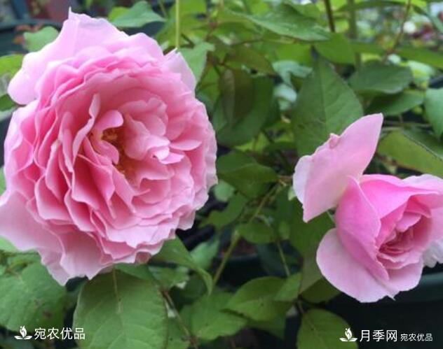 月季花啥品種好看？9大驚艷花友的月季品種，值得養(yǎng)(圖6)