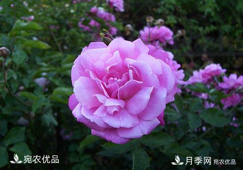 月季強筍怎么處理？(圖3)