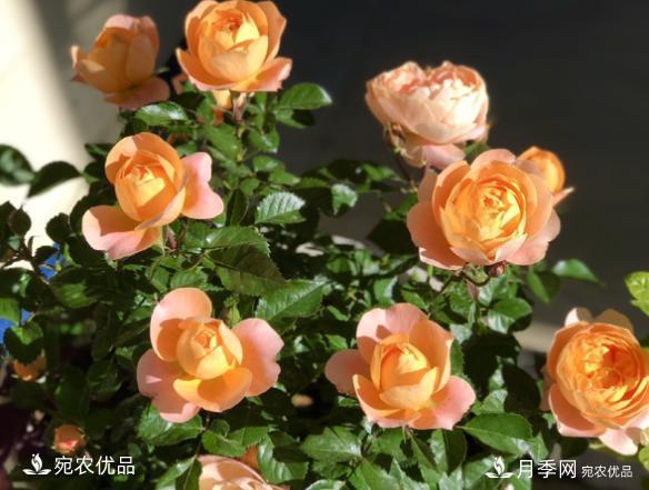 50種經(jīng)典月季品種全整理，南陽月季花開美爆了！一定要養(yǎng)(圖3)