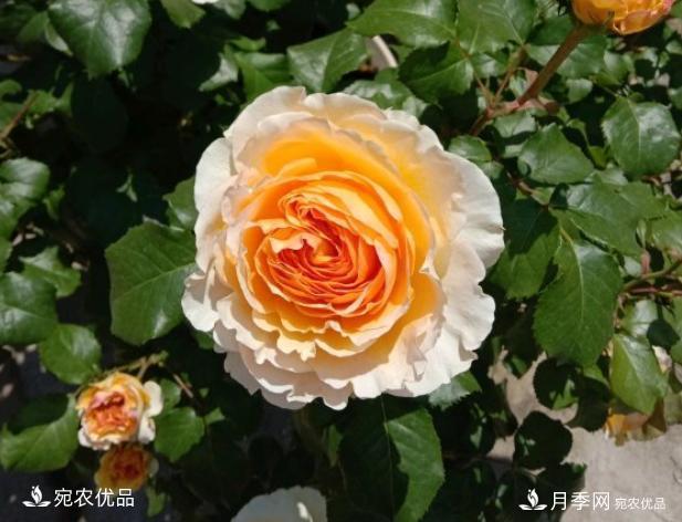 50種經(jīng)典月季品種全整理，南陽月季花開美爆了！一定要養(yǎng)(圖2)