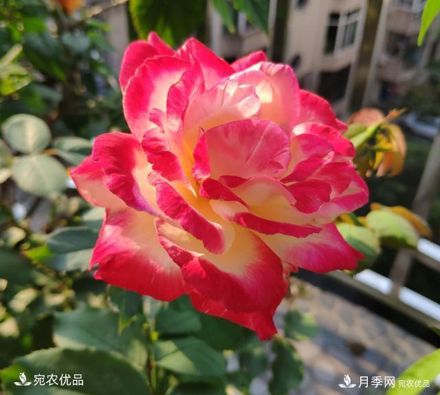 50種經(jīng)典月季品種全整理，南陽月季花開美爆了！一定要養(yǎng)(圖4)
