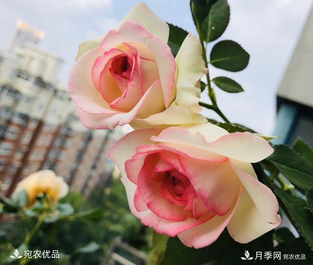 50種經(jīng)典月季品種全整理，南陽月季花開美爆了！一定要養(yǎng)(圖9)