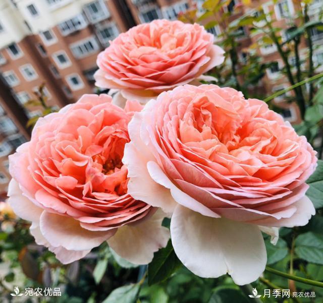 50種經(jīng)典月季品種全整理，南陽月季花開美爆了！一定要養(yǎng)(圖17)