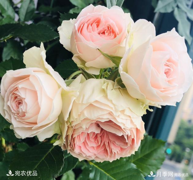 50種經(jīng)典月季品種全整理，南陽月季花開美爆了！一定要養(yǎng)(圖13)