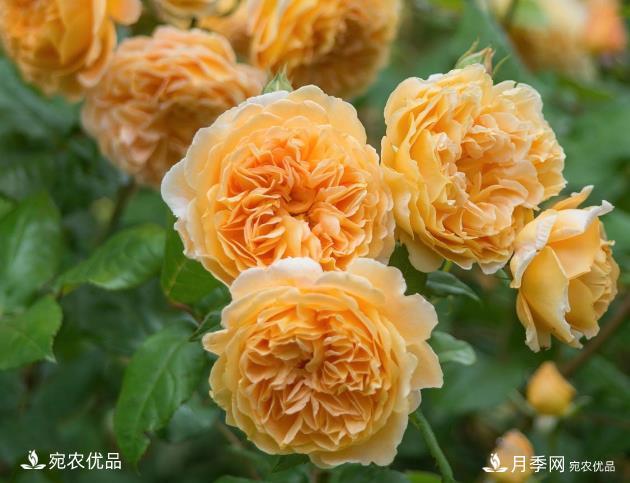 50種經(jīng)典月季品種全整理，南陽月季花開美爆了！一定要養(yǎng)(圖5)