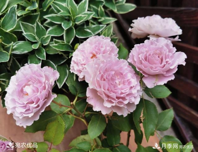 50種經(jīng)典月季品種全整理，南陽月季花開美爆了！一定要養(yǎng)(圖11)