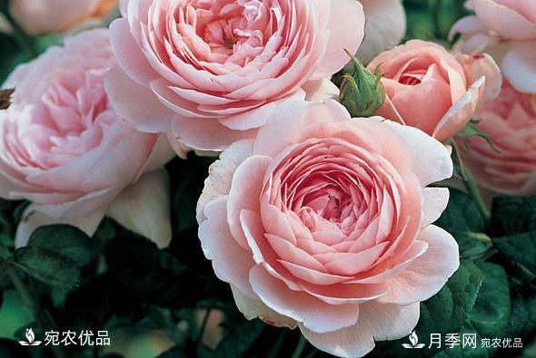 50種經(jīng)典月季品種全整理，南陽月季花開美爆了！一定要養(yǎng)(圖15)
