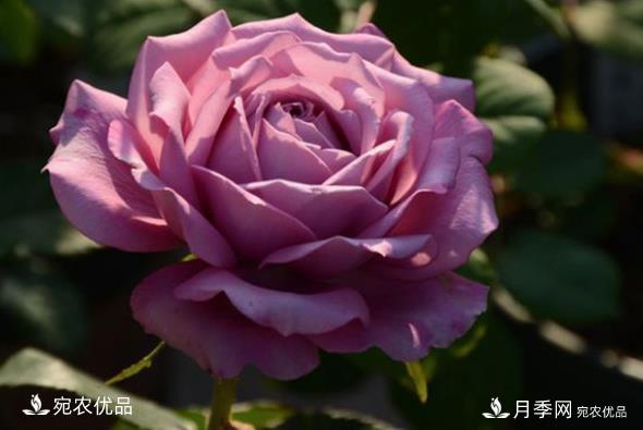 50種經(jīng)典月季品種全整理，南陽月季花開美爆了！一定要養(yǎng)(圖16)