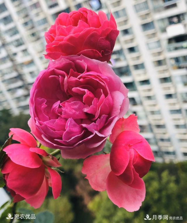 50種經(jīng)典月季品種全整理，南陽月季花開美爆了！一定要養(yǎng)(圖7)