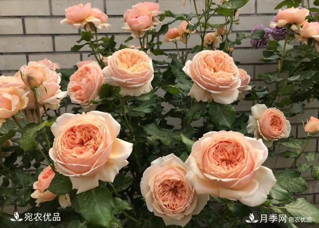 50種經(jīng)典月季品種全整理，南陽月季花開美爆了！一定要養(yǎng)(圖6)
