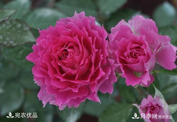 50種經(jīng)典月季品種全整理，南陽月季花開美爆了！一定要養(yǎng)(圖12)