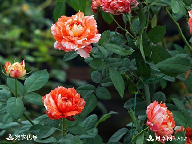 50種經(jīng)典月季品種全整理，南陽月季花開美爆了！一定要養(yǎng)(圖29)