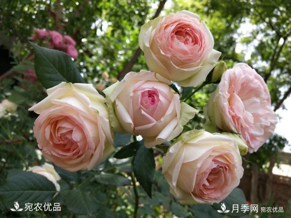 50種經(jīng)典月季品種全整理，南陽月季花開美爆了！一定要養(yǎng)(圖23)