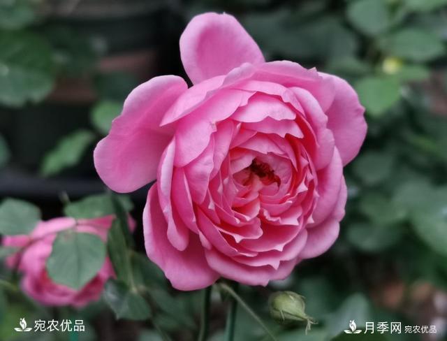 50種經(jīng)典月季品種全整理，南陽月季花開美爆了！一定要養(yǎng)(圖18)