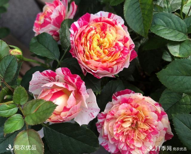 50種經(jīng)典月季品種全整理，南陽月季花開美爆了！一定要養(yǎng)(圖27)