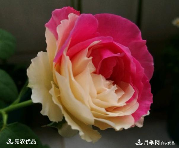 50種經(jīng)典月季品種全整理，南陽月季花開美爆了！一定要養(yǎng)(圖30)