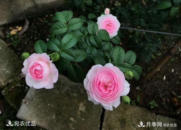 50種經(jīng)典月季品種全整理，南陽月季花開美爆了！一定要養(yǎng)(圖22)