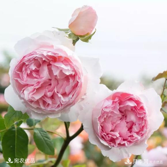 50種經(jīng)典月季品種全整理，南陽月季花開美爆了！一定要養(yǎng)(圖21)